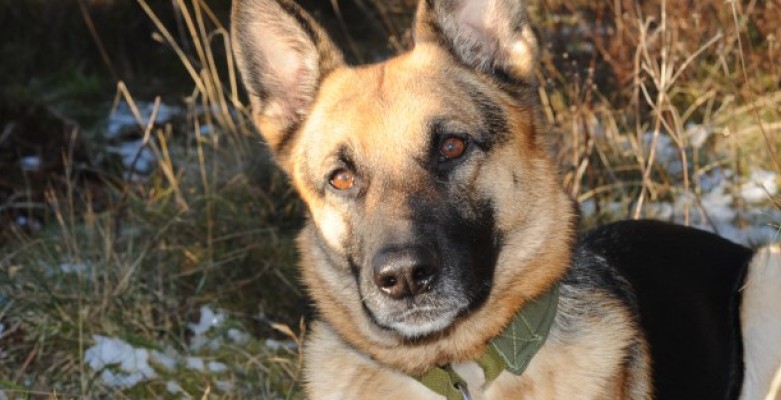 Innbruddstyv tatt på fersk gjerning.